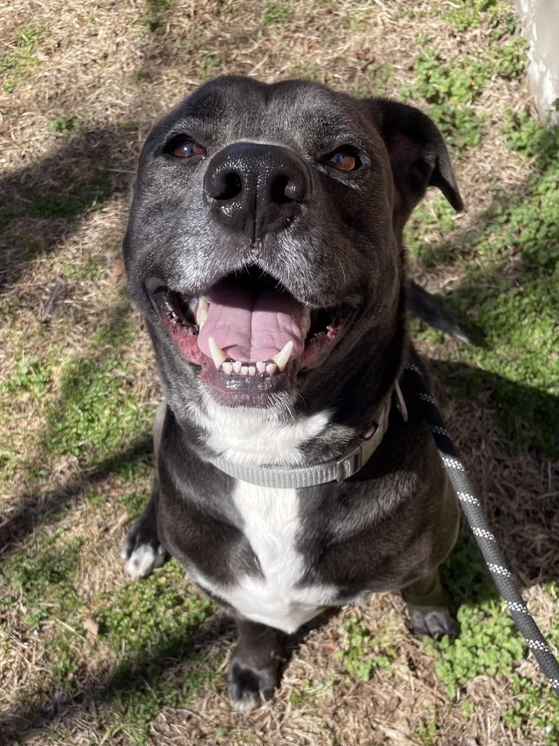 Toby, an adoptable Pit Bull Terrier, Mixed Breed in Roanoke, VA, 24016 | Photo Image 1