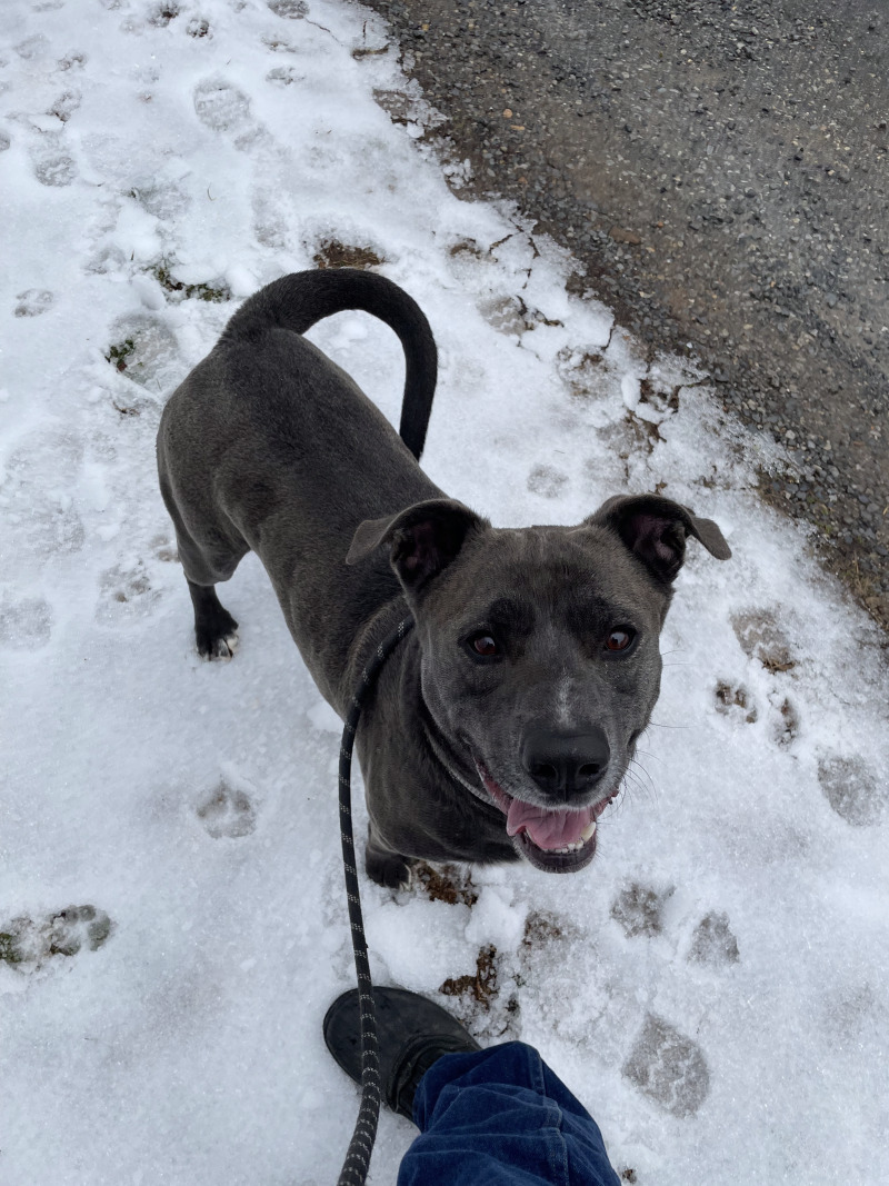 Toby, an adoptable Pit Bull Terrier, Mixed Breed in Roanoke, VA, 24016 | Photo Image 2