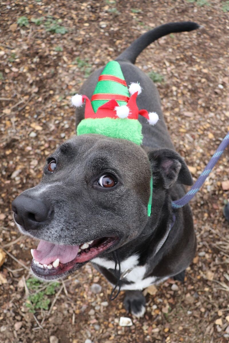 Toby, an adoptable Pit Bull Terrier, Mixed Breed in Roanoke, VA, 24016 | Photo Image 3