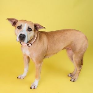Casey, Adult Female Mixed Breed