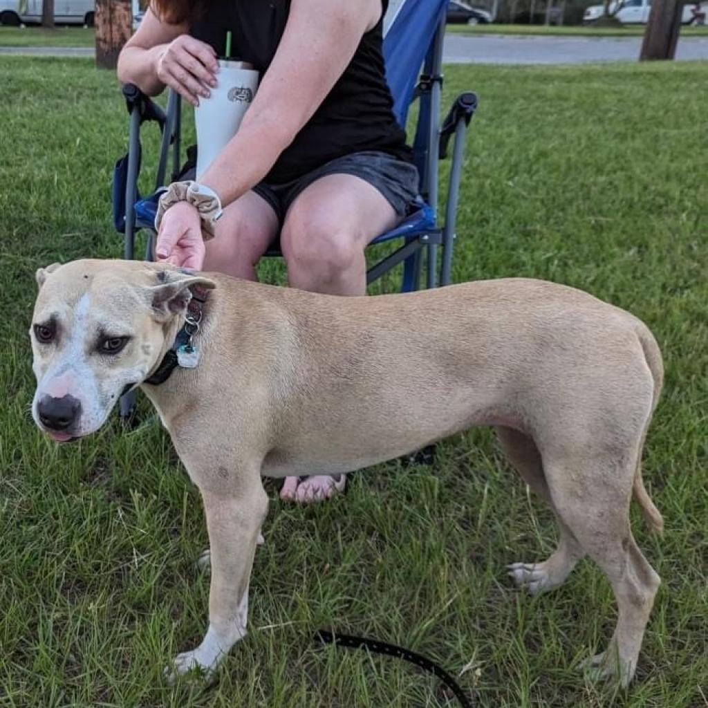 Casey, an adoptable Mixed Breed in Savannah, GA, 31406 | Photo Image 2