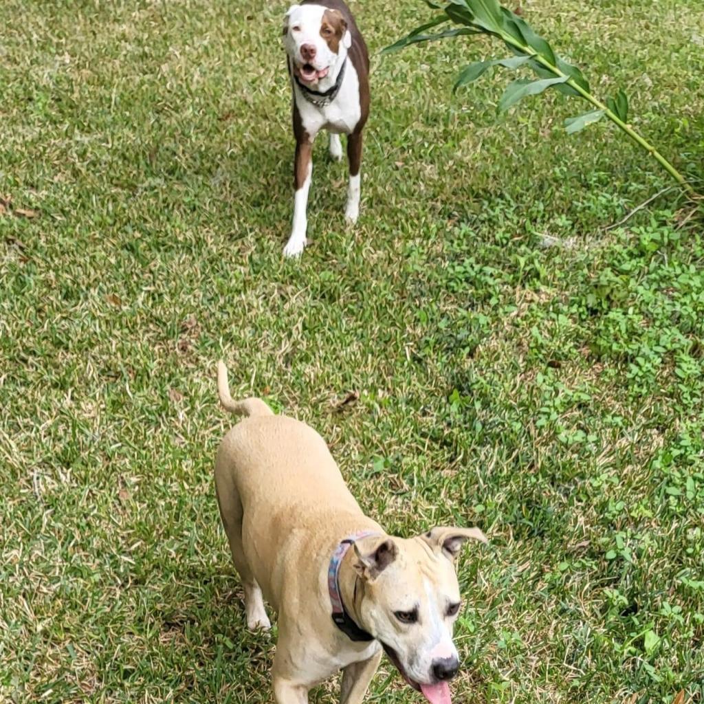Casey, an adoptable Mixed Breed in Savannah, GA, 31406 | Photo Image 5