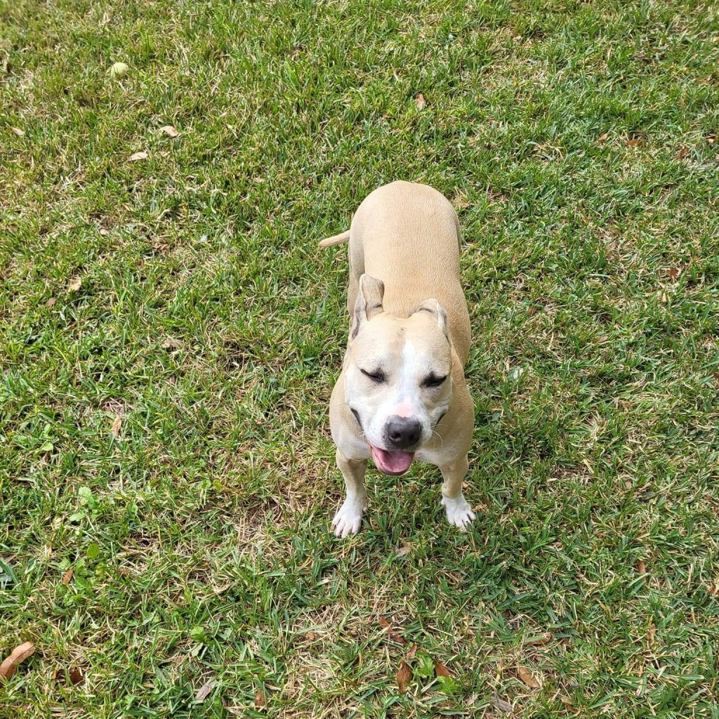 Casey, an adoptable Mixed Breed in Savannah, GA, 31406 | Photo Image 6