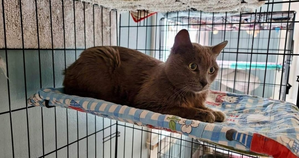 Monty, an adoptable Russian Blue in El Dorado, AR, 71730 | Photo Image 1