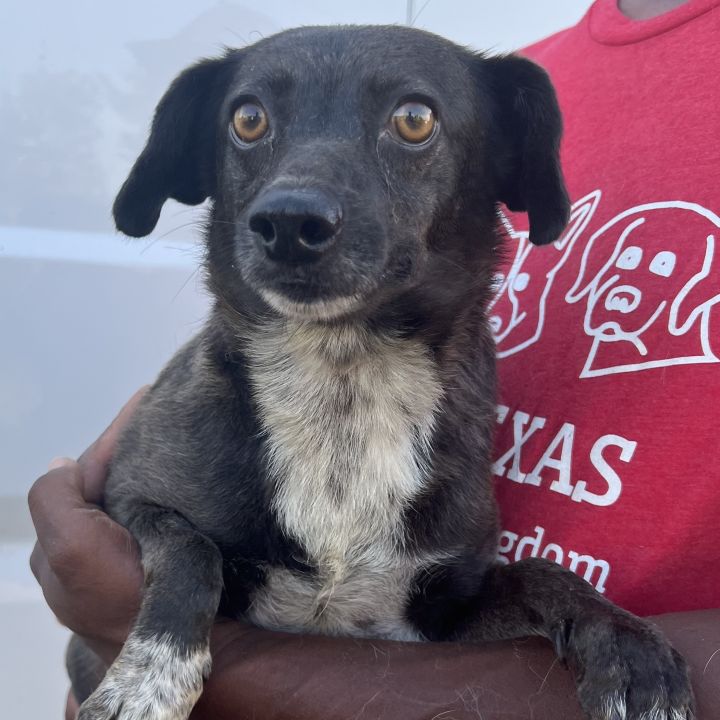 Black lavender outlet dog