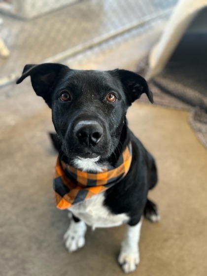 Stains, an adoptable Border Collie, Mixed Breed in Moses Lake, WA, 98837 | Photo Image 1