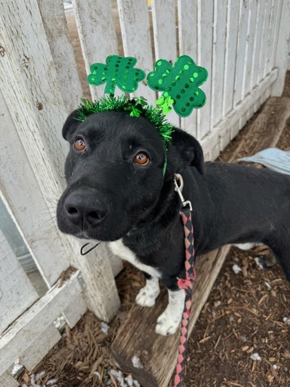 Stains, an adoptable Border Collie, Mixed Breed in Moses Lake, WA, 98837 | Photo Image 2