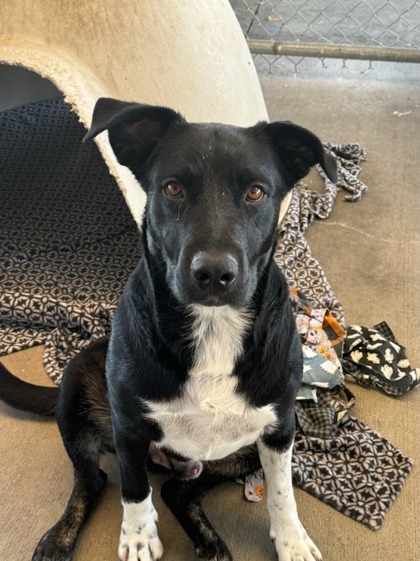 Stains, an adoptable Border Collie, Mixed Breed in Moses Lake, WA, 98837 | Photo Image 2