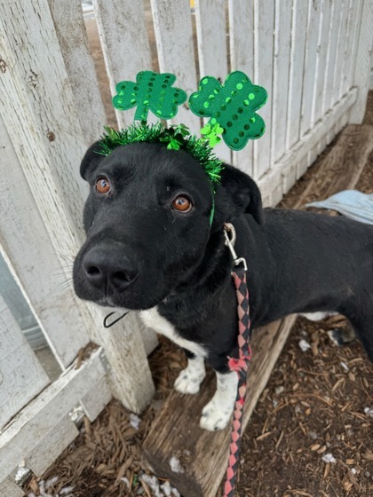 Stains, an adoptable Border Collie, Mixed Breed in Moses Lake, WA, 98837 | Photo Image 3