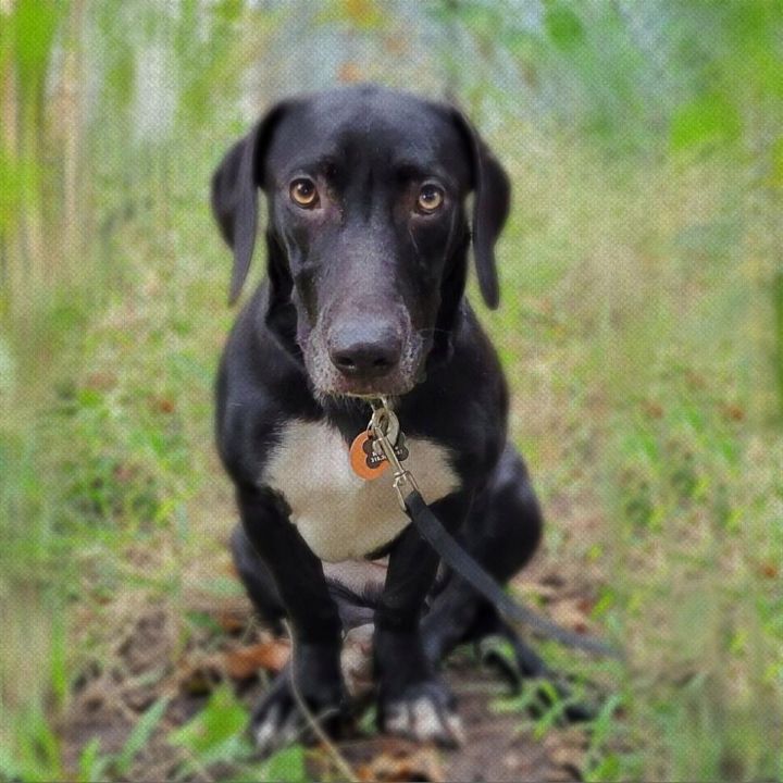 Black lab basset hound hot sale mix