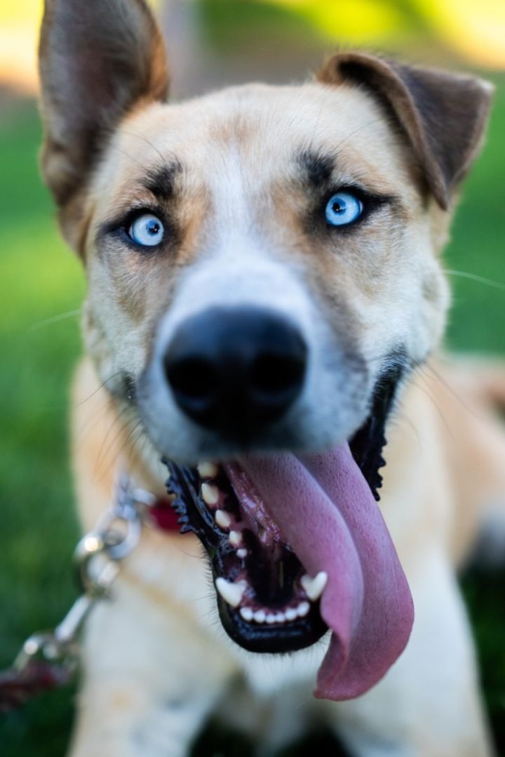 Rhodesian ridgeback hot sale husky mix