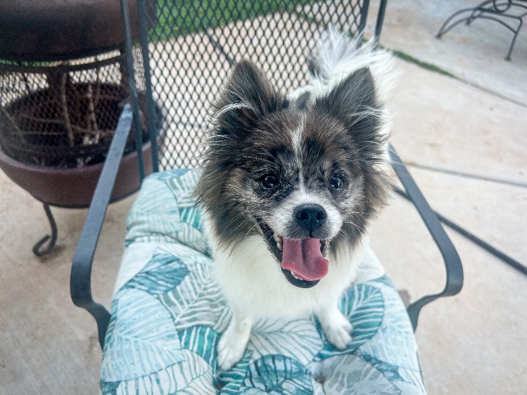 Paris, an adoptable Pomeranian in Peoria, AZ, 85381 | Photo Image 2