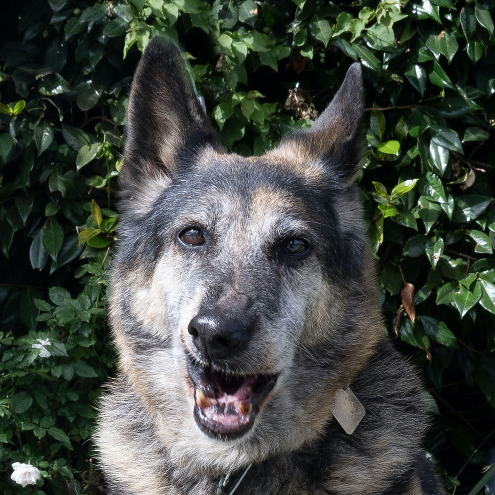 Lorelie T, an adoptable German Shepherd Dog in San Juan Bautista, CA, 95045 | Photo Image 1