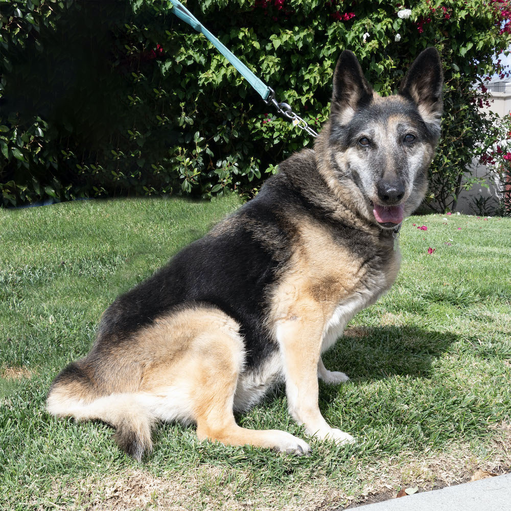 Lorelie T, an adoptable German Shepherd Dog in San Juan Bautista, CA, 95045 | Photo Image 2