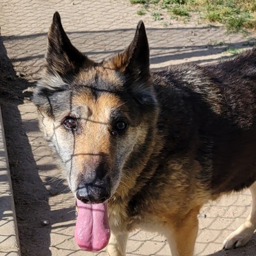 Lorelie T, an adoptable German Shepherd Dog in San Juan Bautista, CA, 95045 | Photo Image 3