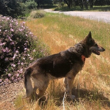 Lorelie T, an adoptable German Shepherd Dog in San Juan Bautista, CA, 95045 | Photo Image 4