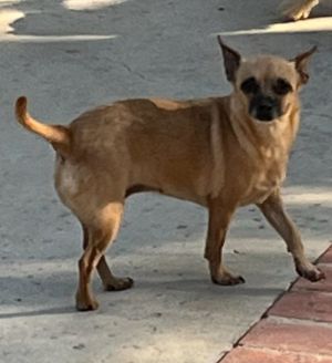 Blossom Chihuahua Dog