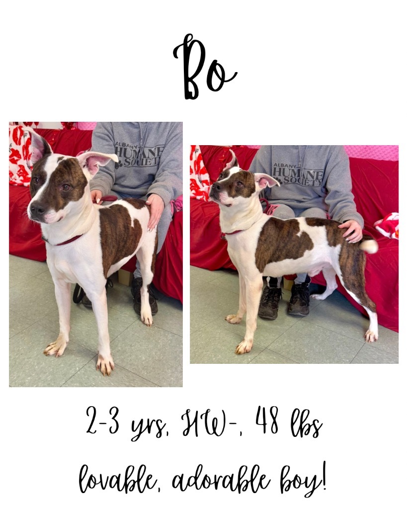 Bo, an adoptable Mixed Breed in Albany, GA, 31706 | Photo Image 1