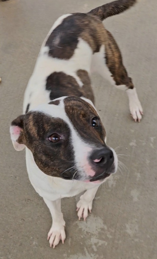 Bo, an adoptable Mixed Breed in Albany, GA, 31706 | Photo Image 3