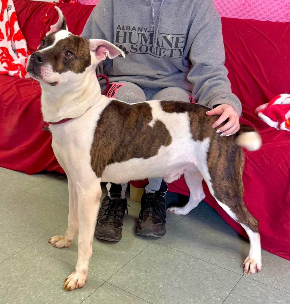 Bo, an adoptable Mixed Breed in Albany, GA, 31706 | Photo Image 3