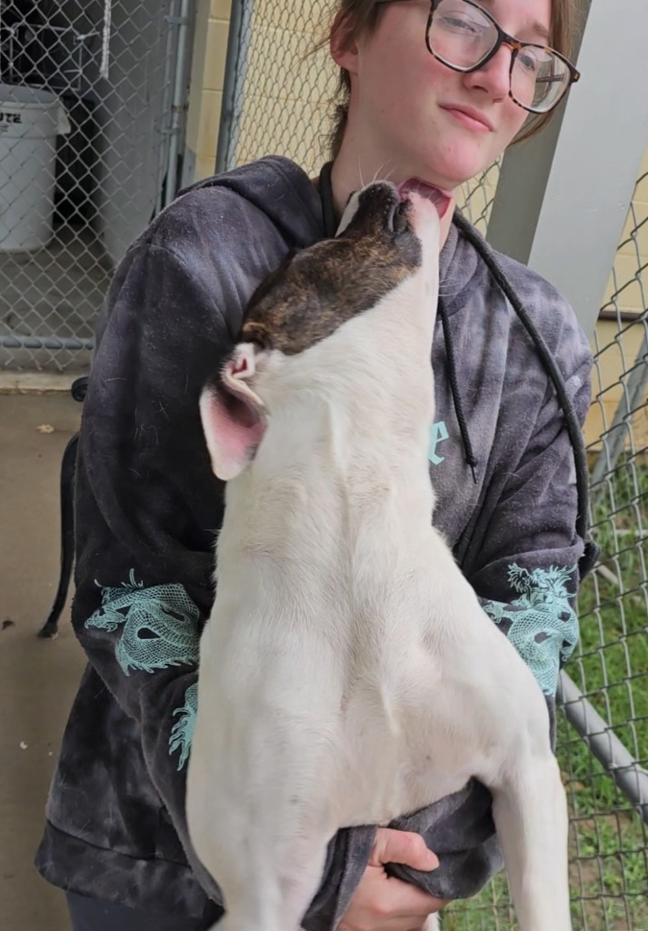 Bo, an adoptable Mixed Breed in Albany, GA, 31706 | Photo Image 4