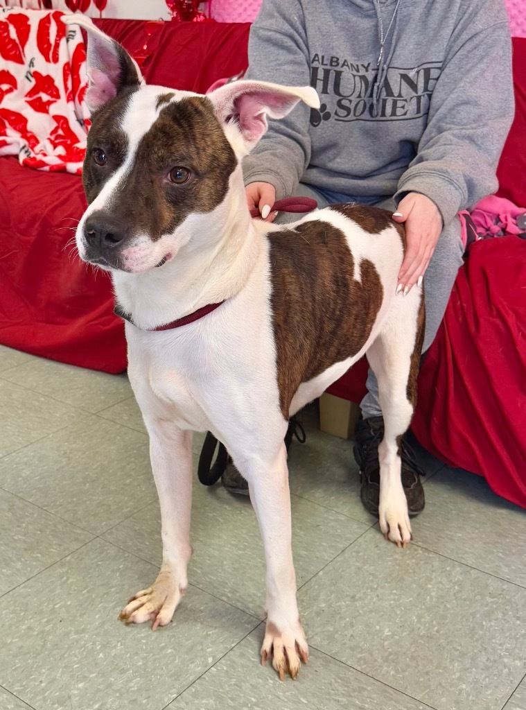 Bo, an adoptable Mixed Breed in Albany, GA, 31706 | Photo Image 4