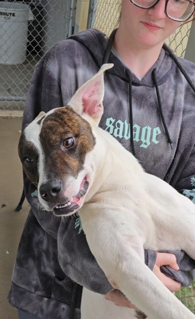 Bo, an adoptable Mixed Breed in Albany, GA, 31706 | Photo Image 5