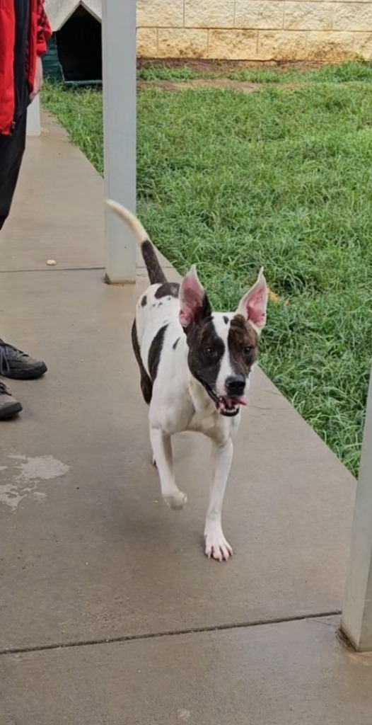 Bo, an adoptable Mixed Breed in Albany, GA, 31706 | Photo Image 6