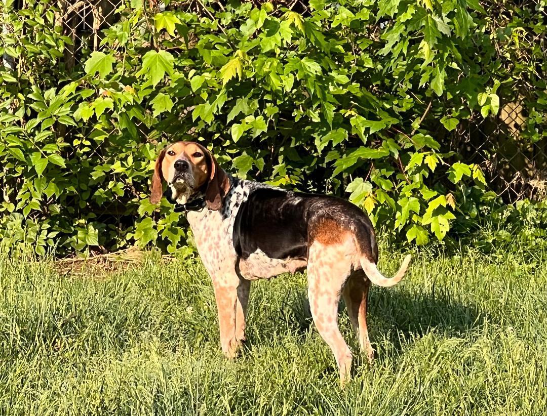 Coonhounds for store adoption near me