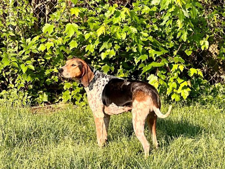 Willow, an adoptable Bluetick Coonhound in Louisville, KY_image-3