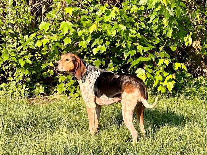 Bluetick coonhound 2024 dachshund mix