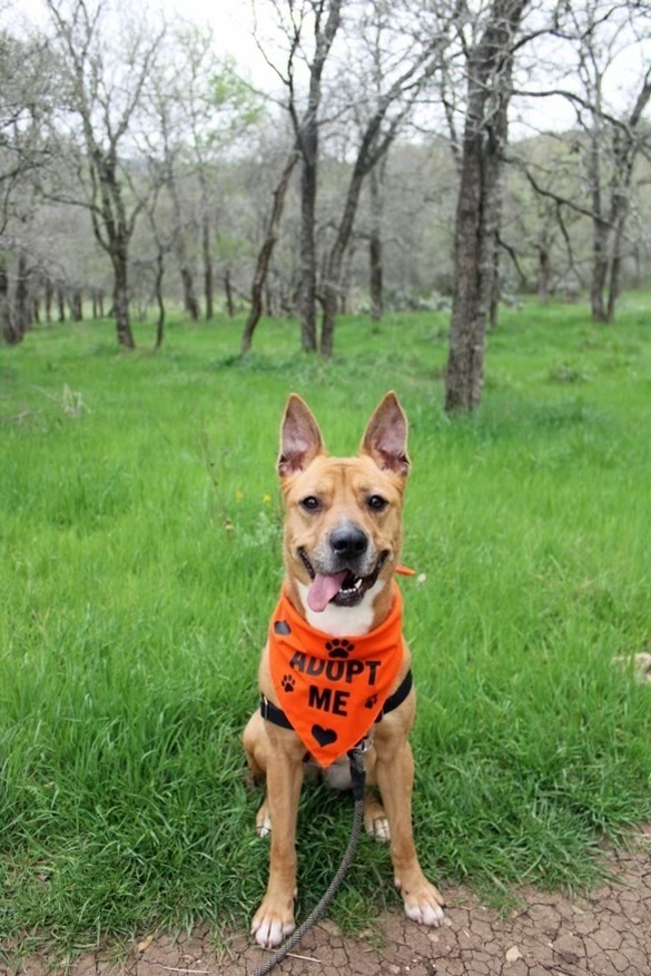 Emma, an adoptable Carolina Dog in Denver, CO, 80220 | Photo Image 2