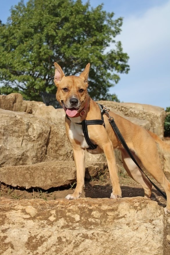Emma, an adoptable Carolina Dog in Denver, CO, 80220 | Photo Image 5