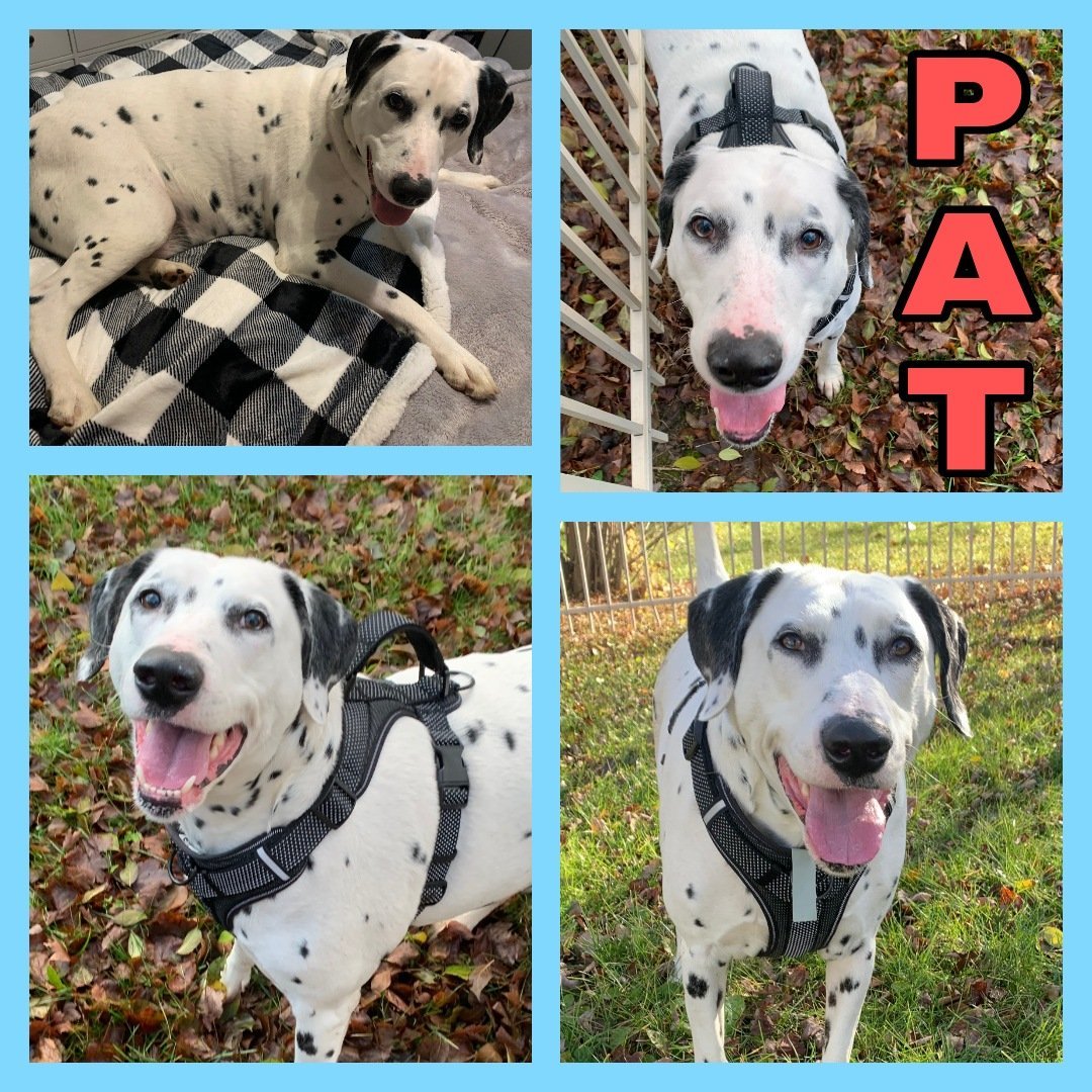 Pat, an adoptable Dalmatian in Fort Collins, CO, 80526 | Photo Image 1