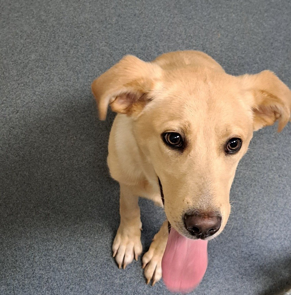 Dog for adoption PR 53 Simba, a Labrador Retriever & Terrier Mix in