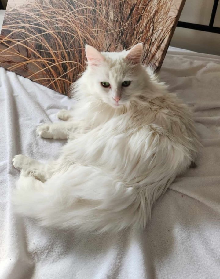 Turkish angora for store adoption