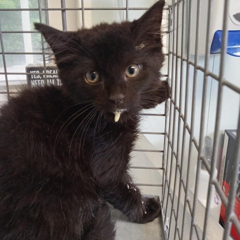 Wasabi, an adoptable Domestic Medium Hair in Green Cove Springs, FL, 32043 | Photo Image 1