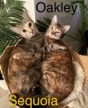 Oakley photo 1