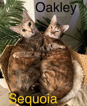 Oakley, Young Female Domestic Short Hair