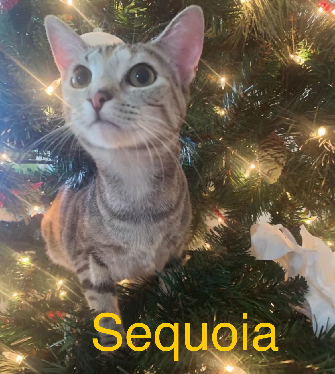 Sequoia