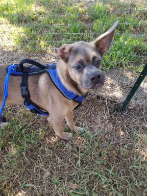 You can fill out an adoption application online on our official website Pebbles TX is a male mixe