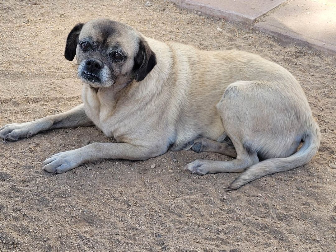 Layla, an adoptable Pug in New River, AZ, 85087 | Photo Image 1