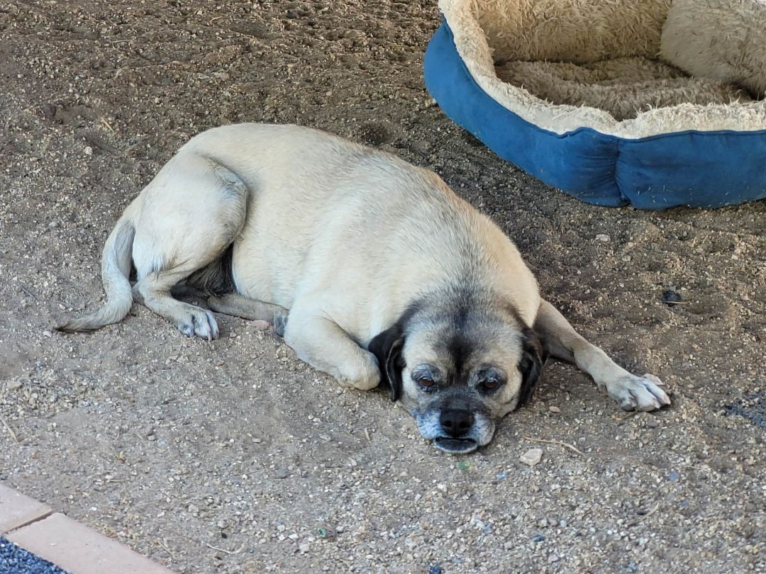 Layla, an adoptable Pug in New River, AZ, 85087 | Photo Image 2