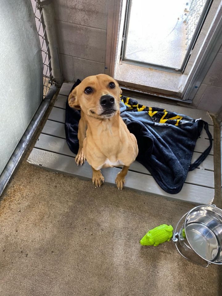 Dog for adoption Arthur, a Labrador Retriever Mix in Bryan, OH