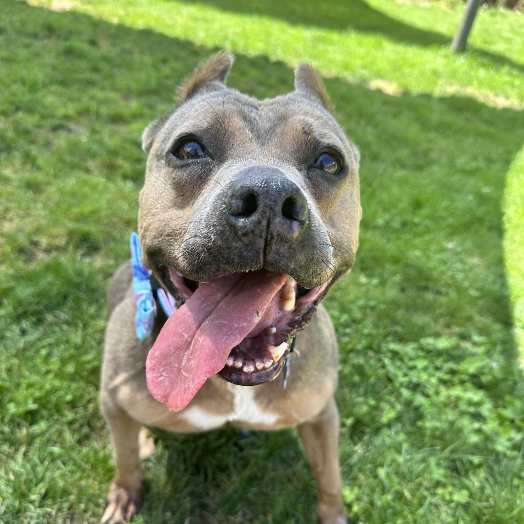 Amanda, an adoptable American Staffordshire Terrier in Kanab, UT, 84741 | Photo Image 1