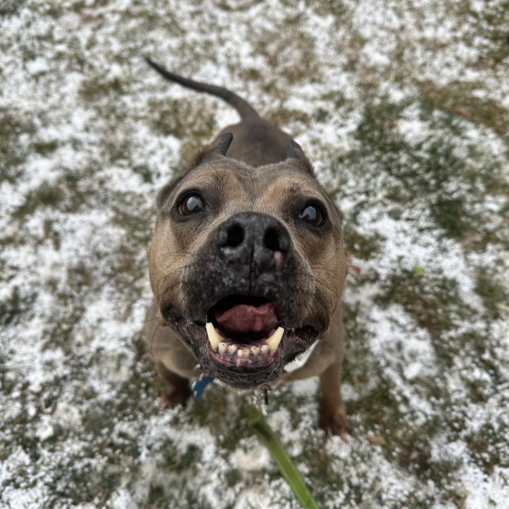 Amanda, an adoptable American Staffordshire Terrier in Kanab, UT, 84741 | Photo Image 3