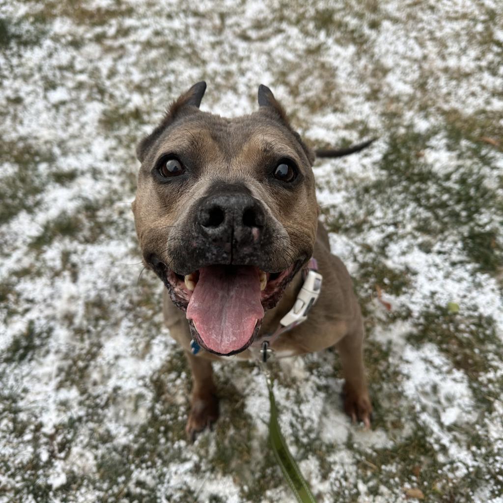 Amanda, an adoptable American Staffordshire Terrier in Kanab, UT, 84741 | Photo Image 4