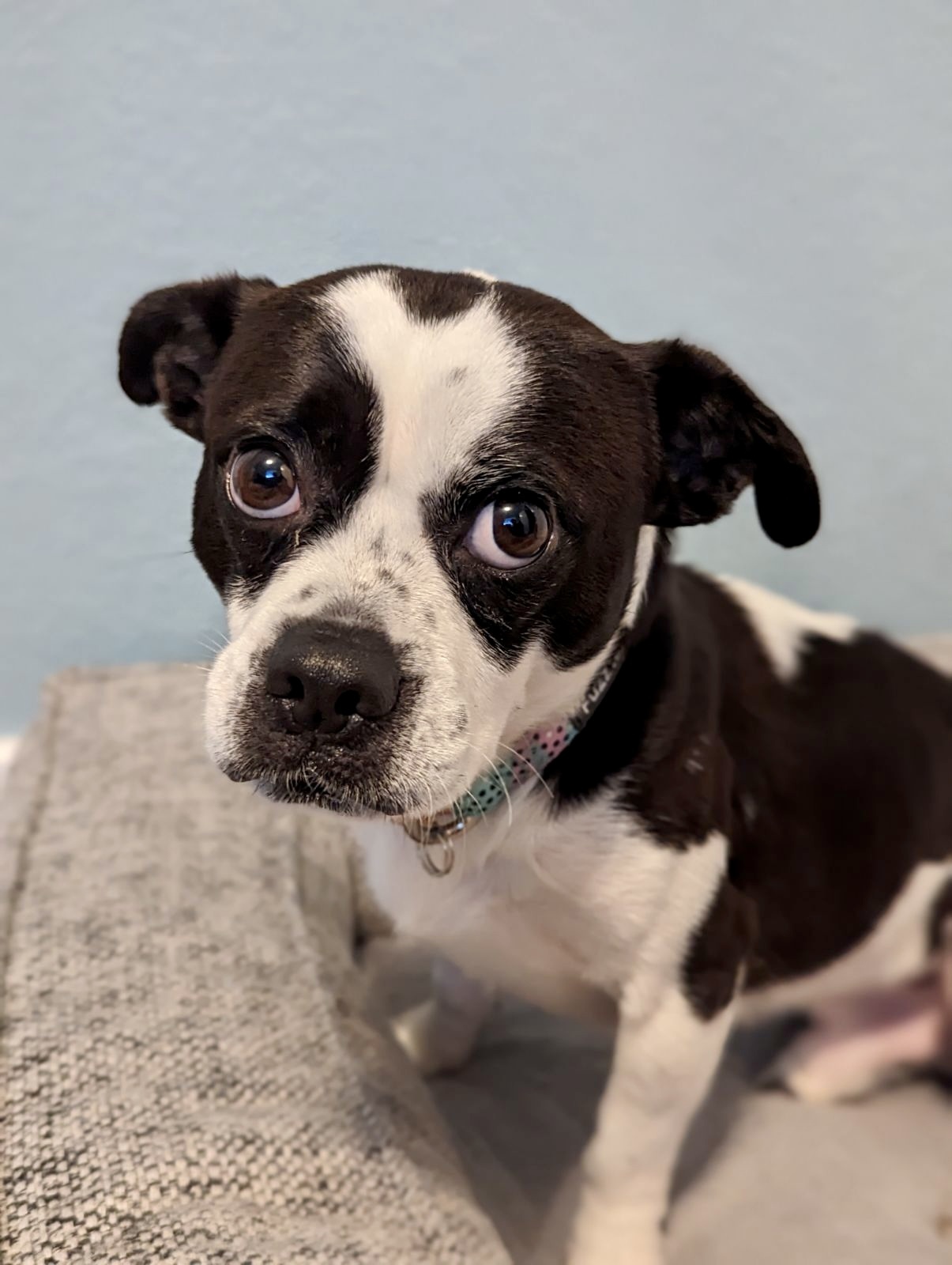 do boston terriers like to swim