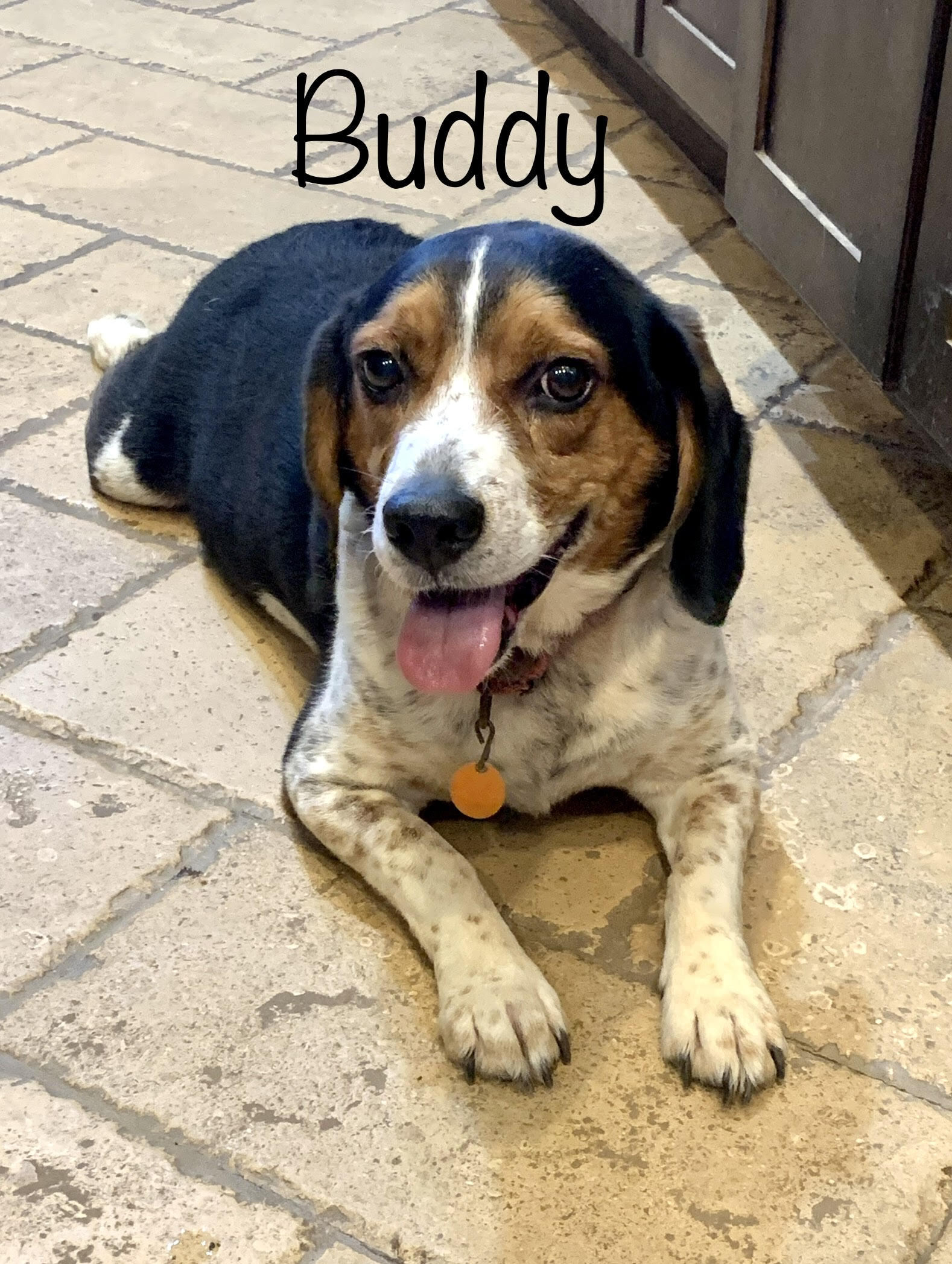 Dog for adoption Buddy OK, a Beagle & Coonhound Mix in Albert Lea