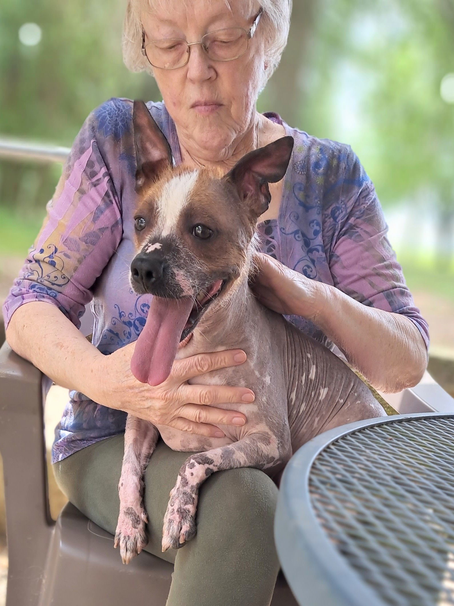 Dog for adoption Taz, an American Hairless Terrier Mix in Baileyton
